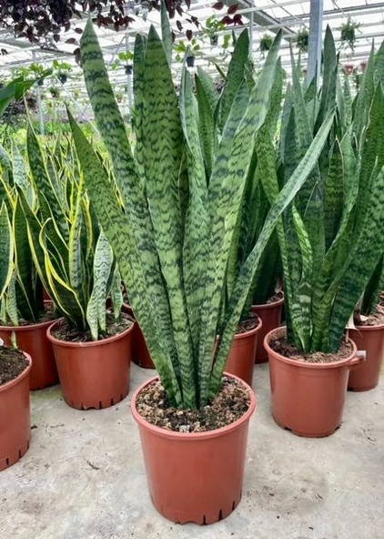 Sansevieria Paşa Kılıcı Peygamber Kılıcı 10-20 cm ürün görseli