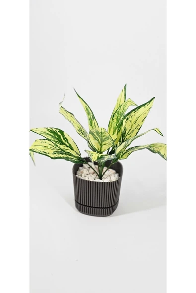 Kılıç Çiçeği Sarılı 6 Dallı 25 Cm Ev Dekor Saksı Süsü - Resim 4