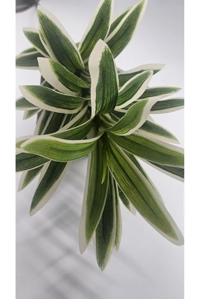 Çizgili Kılıç 90 Cm Çiçeği Ev Dekor Saksı Süsü - Resim 4