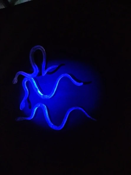 Şaka Yılan Ve Kırkayak Karışık 36 Adet - Resim 5