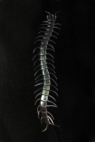 Şeffaf Renk Karanlıkta Parlayan Fosforlu Kırkayak 13 Cm 1 Adet - Resim 2