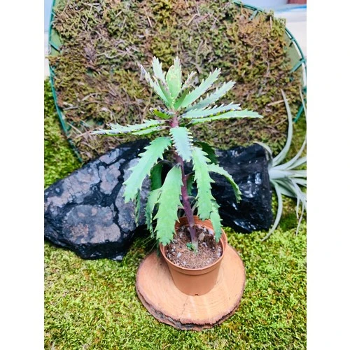 Aşkın Gözyaşı Bitkisi Mother Of Thousands 10-20 cm - Resim 2