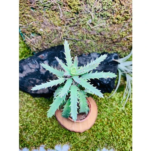 Aşkın Gözyaşı Bitkisi Mother Of Thousands 10-20 cm ürün görseli