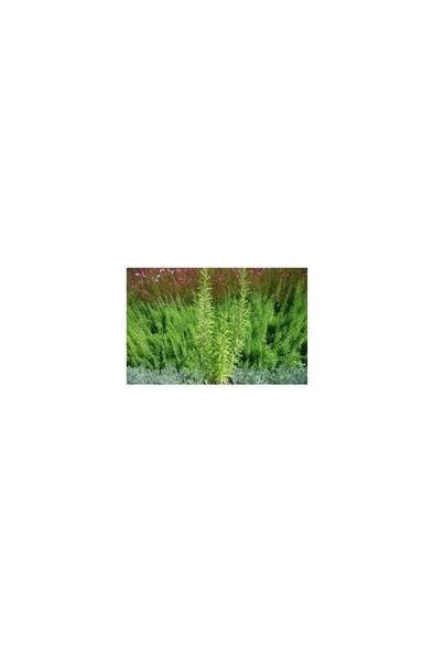 Biberiye Fide Fidanı 20-30 Cm 5 Adet Rosmarinus Officinalis - Resim 2