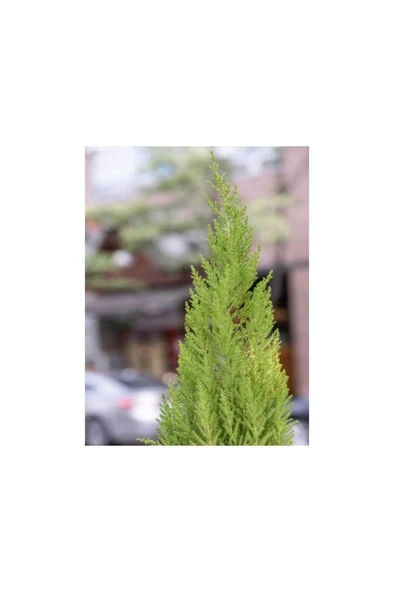 Limon Çamı Fidanı Dış Mekan Bitkisi 30-60 cm - Resim 4