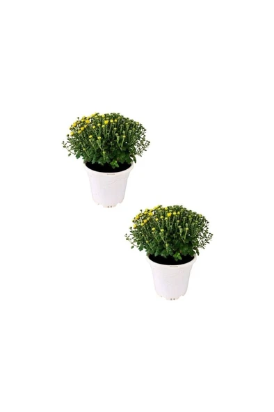 Kasımpatı (Chrysanthemum) 2’li Set 10-20 cm Sarı ürün görseli