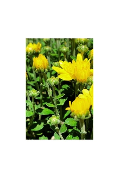 Kasımpatı (Chrysanthemum) 2’li Set 10-20 cm Sarı - Resim 2