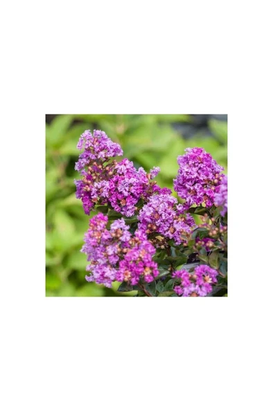 Ebruli Tüplü Mor Çiçekli Oya Ağacı 40-80 Cm ürün görseli