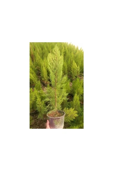 Limon Çamı Fidanı Dış Mekan Bitkisi 30-60 cm - Resim 3