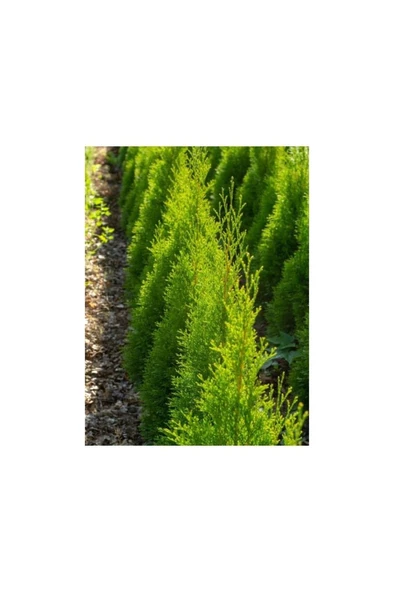 Limon Çamı Fidanı Dış Mekan Bitkisi 30-60 cm - Resim 2