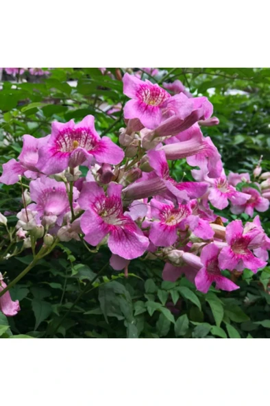 Pembe Acem Borusu Sarmaşığı Fidanı 30-60 cm ürün görseli