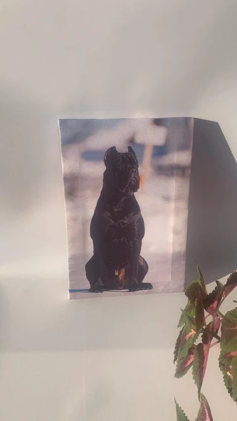 Siyah Erkek Doberman Natürel Tasarım Ahşap Çerçeve Ev İşyeri Ofis Duvar Kanvas Tablo ANML2 - 4