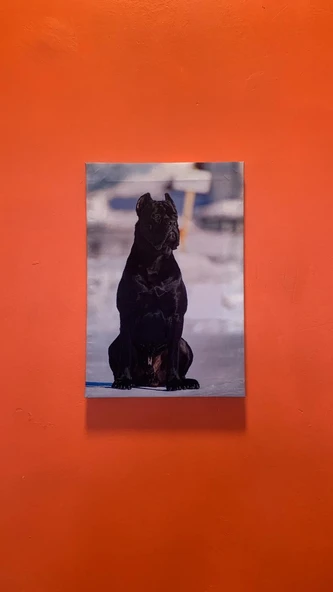 Siyah Erkek Doberman Natürel Tasarım Ahşap Çerçeve Ev İşyeri Ofis Duvar Kanvas Tablo ANML2 - 6