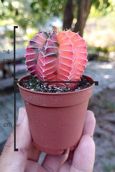 Renkli Kaktus - Gymnocalycium Mihanovichii (Pembe) Nadir Kaktüs 5.5 cm Saksida - 4