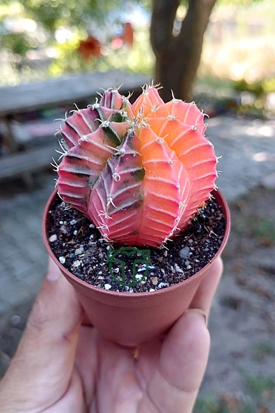 Renkli Kaktus - Gymnocalycium Mihanovichii (Pembe) Nadir Kaktüs 5.5 cm Saksida - 2
