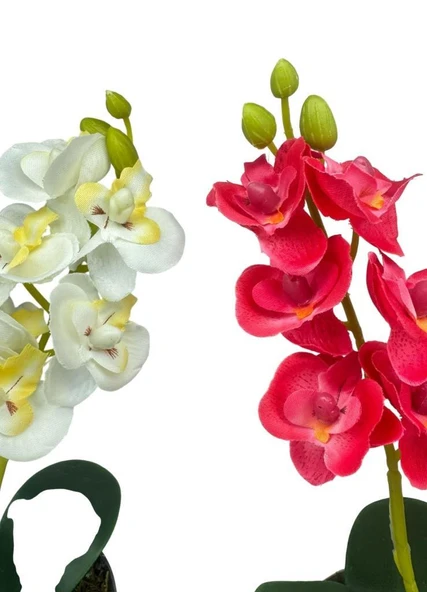 Nettenevime Yapay Çiçek Krem Saksıda Mini Orkide 2 Adet Beyaz Ve Fuşya Renk 28cm - Resim 8