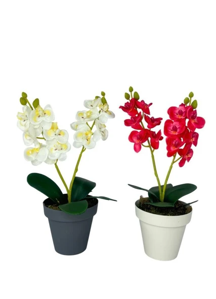 Nettenevime Yapay Çiçek Krem Saksıda Mini Orkide 2 Adet Beyaz Ve Fuşya Renk 28cm ürün görseli