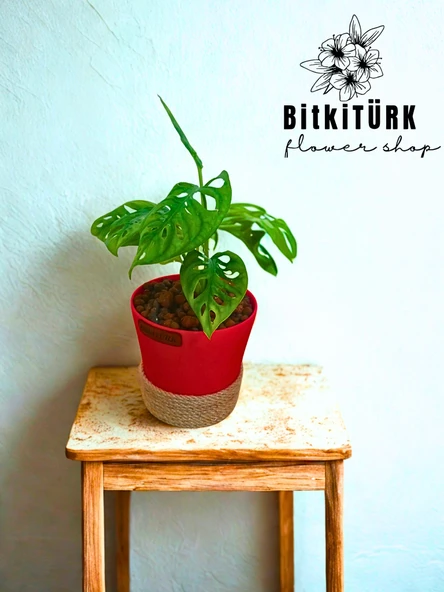 BitkiTÜRK Topraksız monstera monkey bakımı kil bilyesi - 3