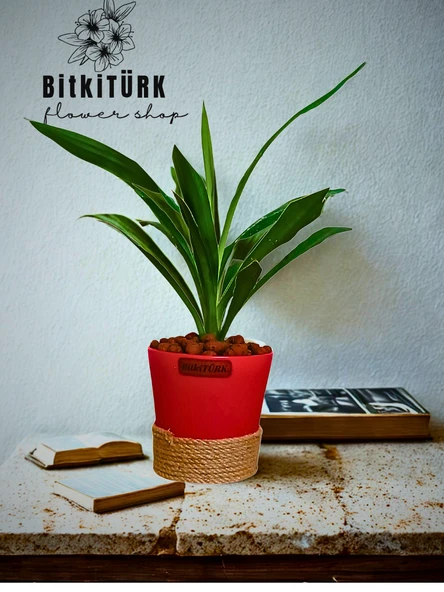 BitkiTÜRK Topraksız YUKKA kil bilyeli - 2