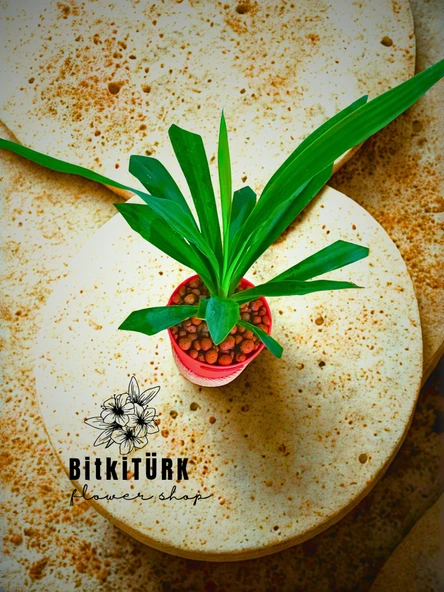 BitkiTÜRK Topraksız YUKKA kil bilyeli - 3