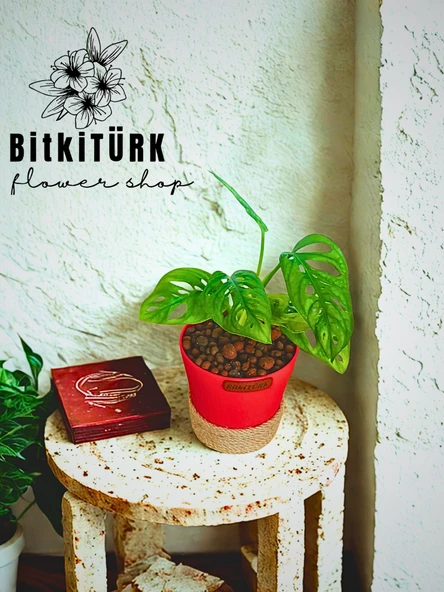 BitkiTÜRK Topraksız monstera monkey bakımı kil bilyesi - 2