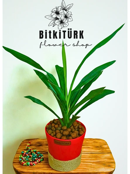 BitkiTÜRK Topraksız YUKKA kil bilyeli