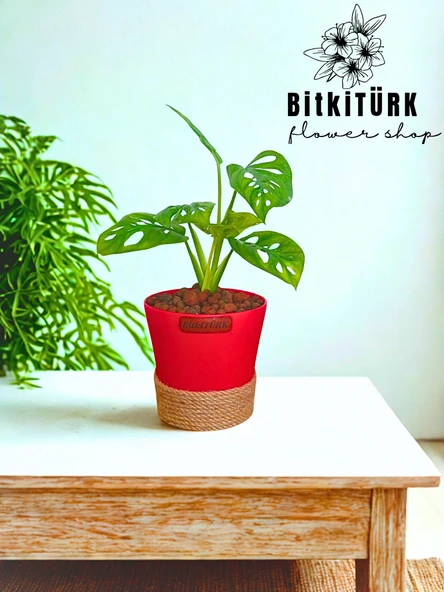 BitkiTÜRK Topraksız monstera monkey bakımı kil bilyesi