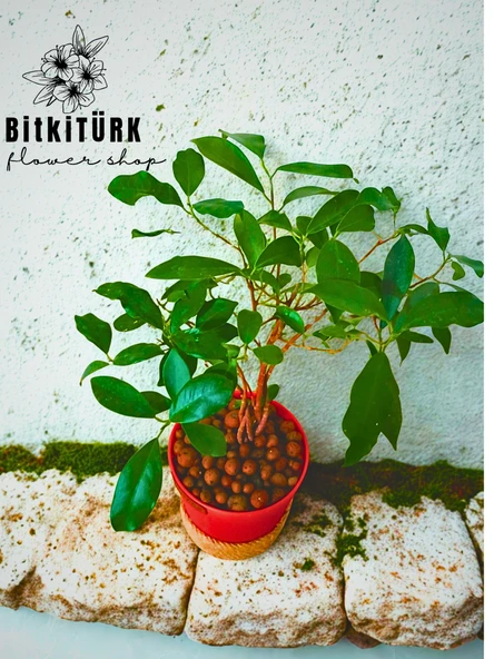 BitkiTÜRK ficus bonsai topraksız bakım kil bilye - 3