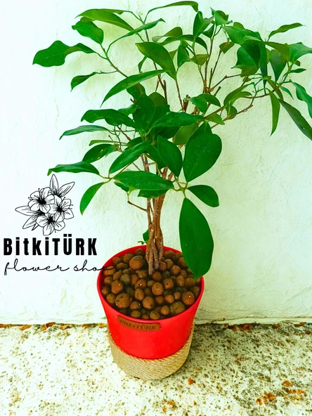 BitkiTÜRK ficus bonsai topraksız bakım kil bilye - 2