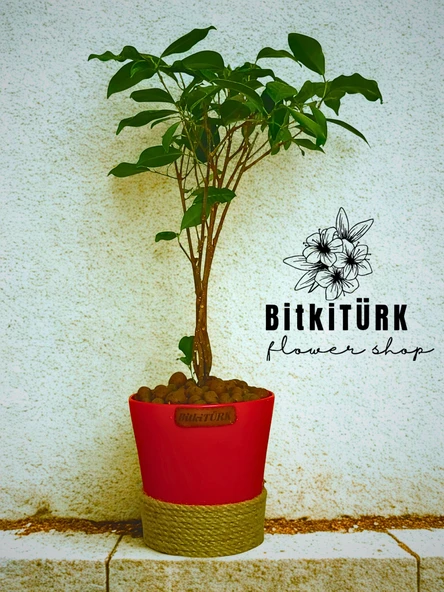 BitkiTÜRK ficus bonsai topraksız bakım kil bilye