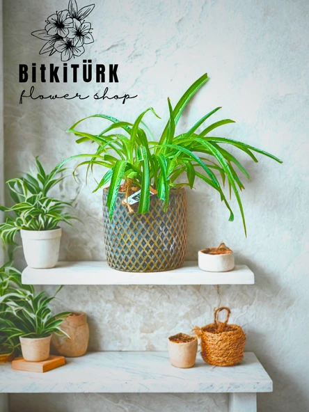 BitkiTÜRK Beton saksıda kurdele çiçeği