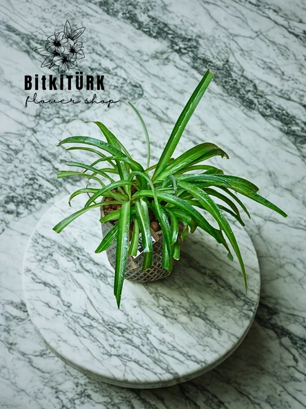 BitkiTÜRK Beton saksıda kurdele çiçeği - 2