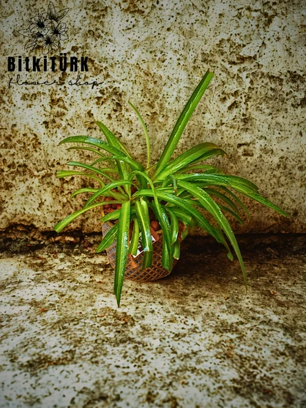 BitkiTÜRK Beton saksıda kurdele çiçeği - 4