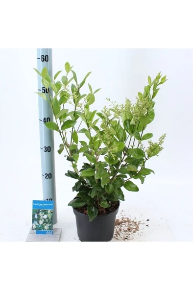 Ligustrum Fidanı Japonicum Texanum 10-20 cm ürün görseli