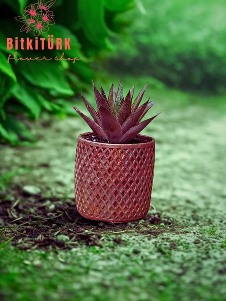 BitkiTÜRK Bakir efektli beton saksıda KIRMIZI HUWARTHİA KAKTÜS - 3