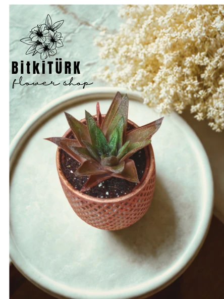 BitkiTÜRK Bakir efektli beton saksıda KIRMIZI HUWARTHİA KAKTÜS