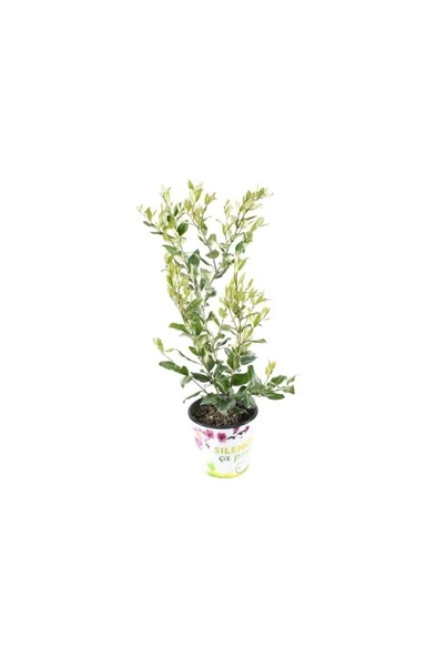 Ligustrum Fidanı Japonicum Texanum 10-20 cm - Resim 2