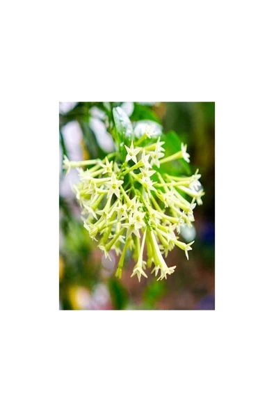 Cestrum Nocturnum Kolonya Çiçeği Gece Yasemini Melisa Çiçeği Fidanı ürün görseli