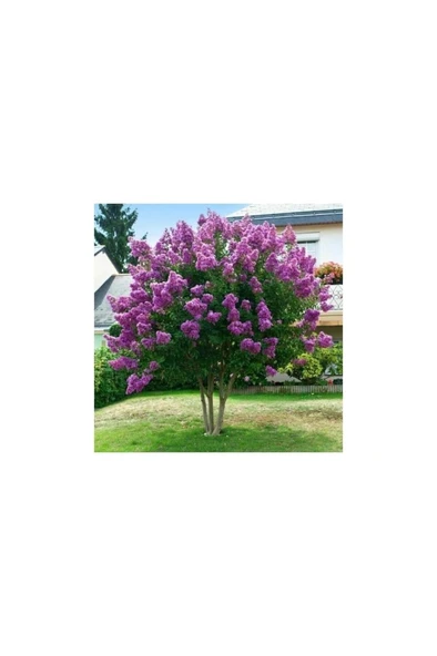 Oya Ağacı Fidanı Mor 30-60 Cm ürün görseli