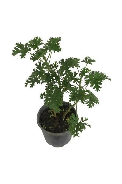 Saksılı Itır Çiçeği Mis Kokulu Gül Damlası Çiçeği 2 Adet 10-20 cm - Resim 2