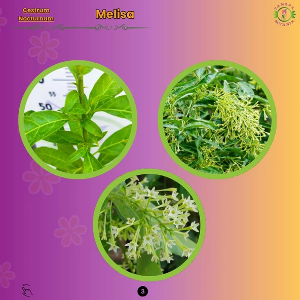 Gece Melisa (Cestrum nocturnum) - Hoş Kokulu ve Zarif Çiçekli Bitki - 3