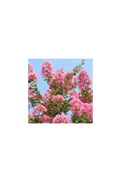 Oya Ağacı Fidanı 30-60 cm ürün görseli