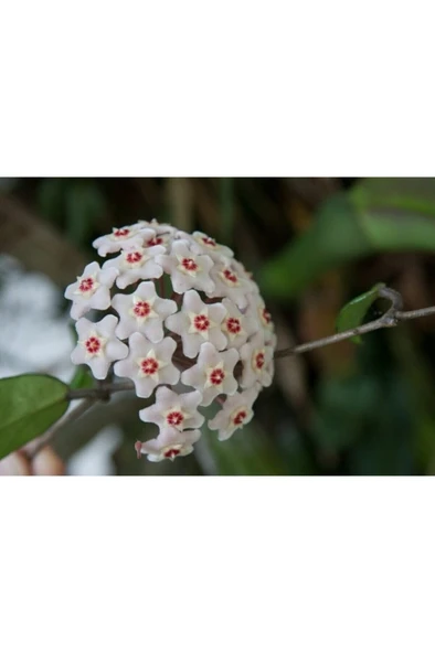 Beyaz Mum Çiçeği Hoya Fidanı 10-20 cm - 1