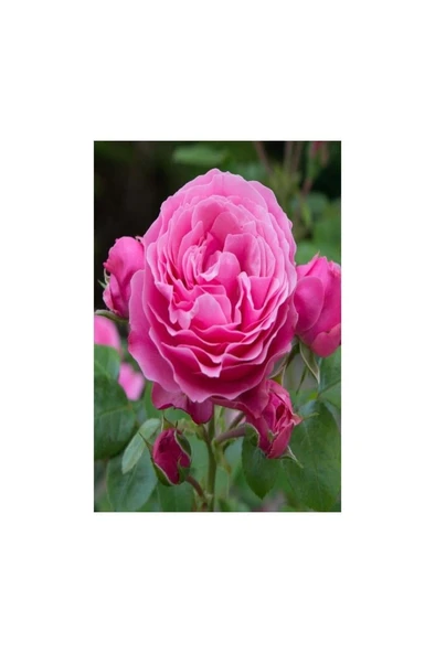 Reçel Gülü Fidanı Rosa Damascena 10-20 cm ürün görseli