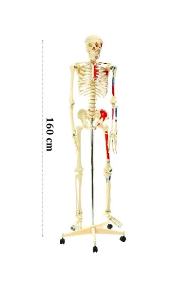 medikaltec İskelet Modeli 160cm İnsan İskeleti Gerçek Boyut - 1
