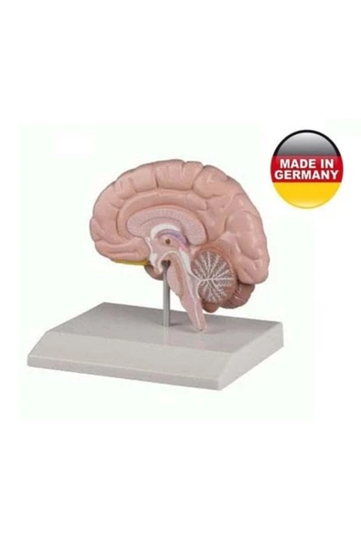 MEDİKALCİM Beyin Modeli - Sağ Beyin - 1