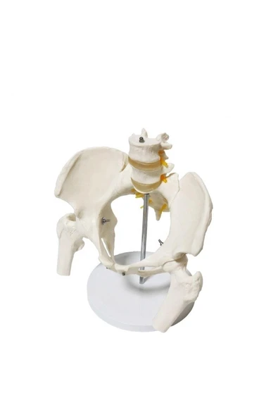 MEDİKALCİM Omurga Pelvis Maketi - 2