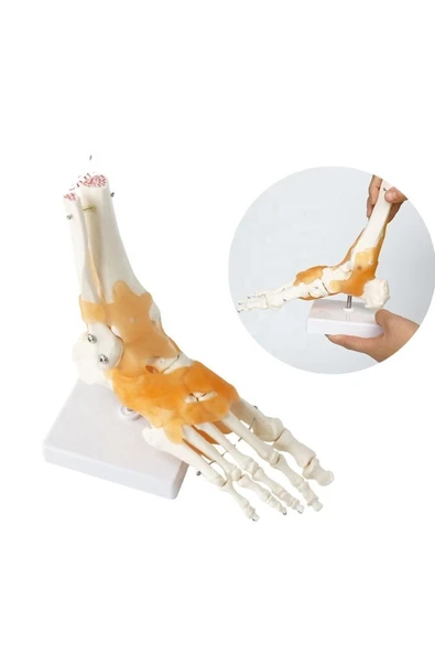 MEDİKALCİM Omurga Ayak Maketi Model 29 - 1