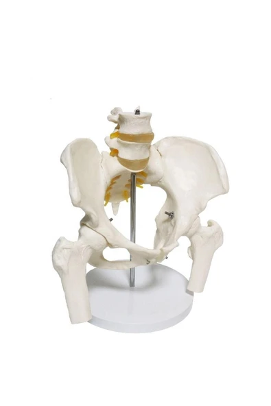 MEDİKALCİM Omurga Pelvis Maketi - 3