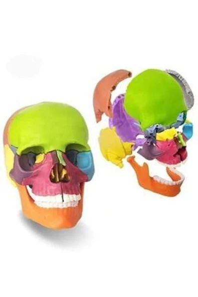 medikaltec Kafa Maketi 15Parça Küçük Boy Model 34 - Resim 2